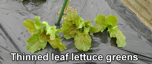 Thinned Korean red leaf lettuce greens