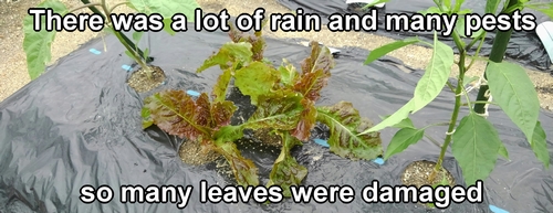 This year, many Korean red leaf lettuce leaves are damaged