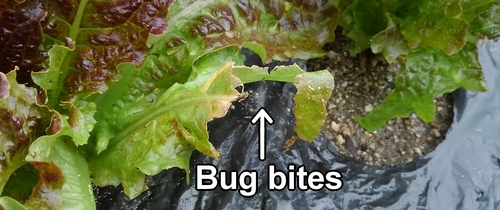 Bug bites on Korean red leaf lettuce