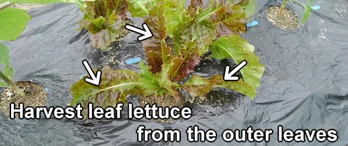 Harvest Korean leaf lettuce from the outer leaves