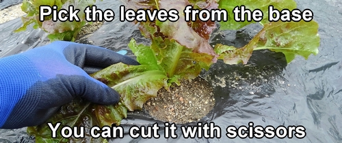 Pick the leaves from the base