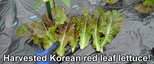 Harvested Korean red leaf lettuce