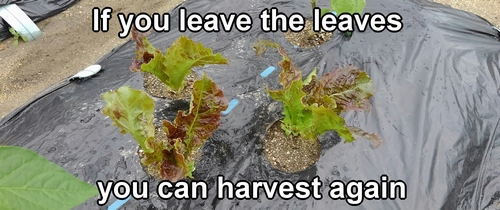 If you leave the leaves, you can harvest again