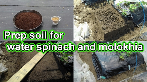 Prep soil for water spinach and molokhia (The best soil for kangkong and mulukhiya)