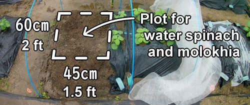 The plot for growing water spinach and molokhia (The area for planting kangkong and molokhiya)