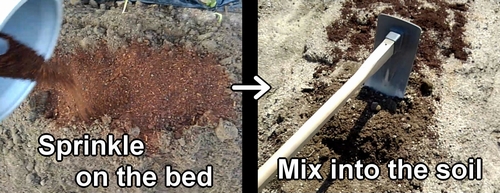 Mix cow manure and canola cake with the soil