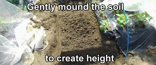 Pile the soil up lightly