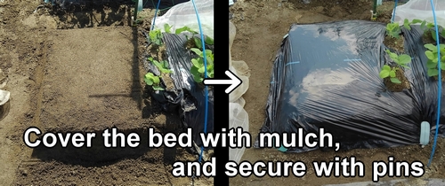 Cover the bed with mulch