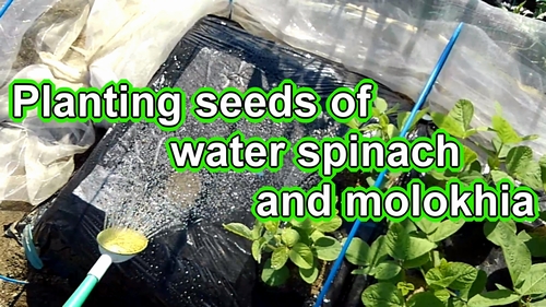 Planting seeds of water spinach and molokhia (Sowing seeds of kangkong and mulukhiya)