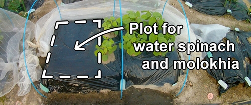 The plot for water spinach and molokhia (The bed for kangkong and mulukhiya)