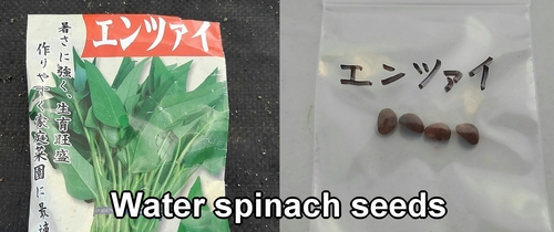 Water spinach seeds (Seeds for kangkong)