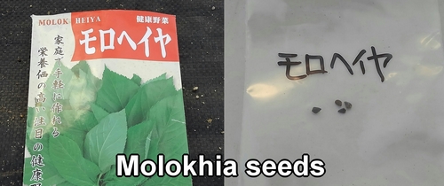 Molokhia seeds (Seeds for jew’s mallow)