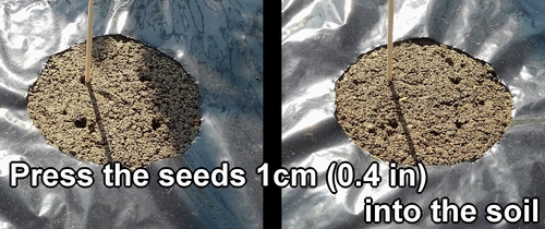 Press the seeds 1cm (0.4 inches) into the soil