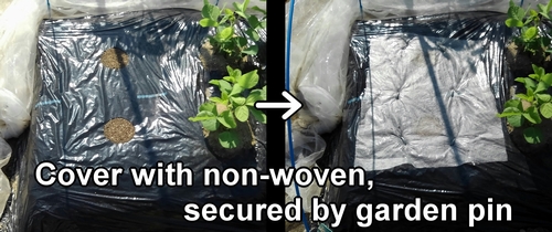 Cover the water spinach and mulukhiya plot with non-woven fabric