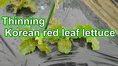 Thinning Korean red leaf lettuce