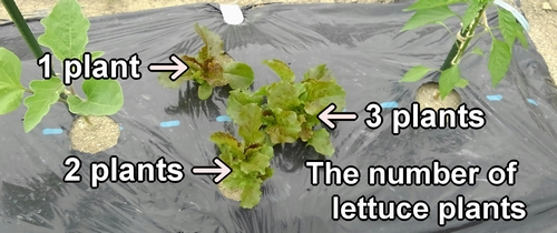 The number of Korean red leaf lettuce plants