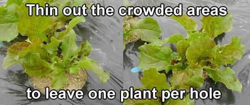 Korean leaf lettuce is thinned to have one plant per hole