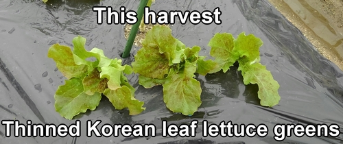 Thinned Korean red leaf lettuce greens