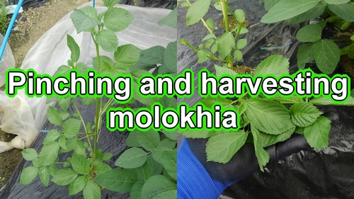 Pinching and harvesting molokhia (mulukhiya)