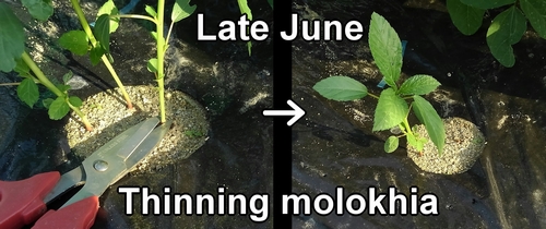 Thinning molokhia (mulukhiya)