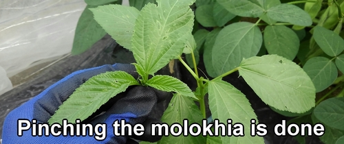 Pinched molokhia