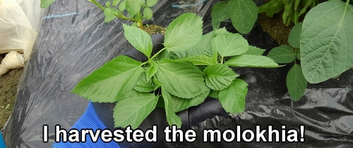 Molokhia cultivation (Pinching and harvesting molokhia grown outdoors ...