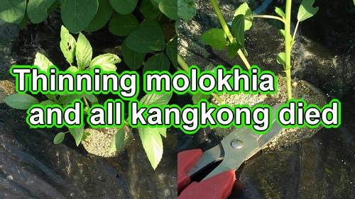 Thinning molokhia (Mulukhiya plant care)