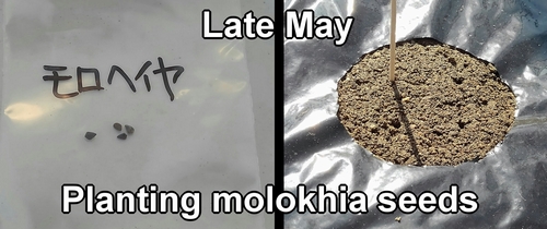 Planting molokhia seeds (How to plant mulukhiya seeds)