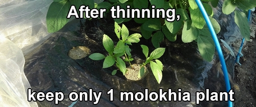 Thin the molokhia and leave only 1 plant