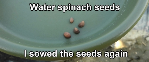 Water spinach seeds