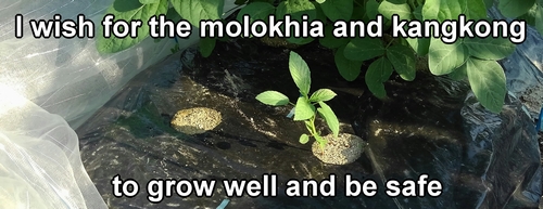 I hope both the molokhia and water spinach grow well