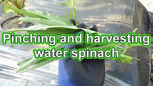 Pinching and harvesting water spinach (Kangkong plant care)