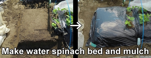 Make bed for water spinach (Prepare the bed for kangkong)