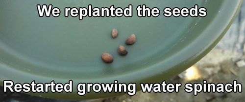 Water spinach seeds