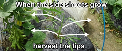 After pinching, side shoots will grow on the water spinach