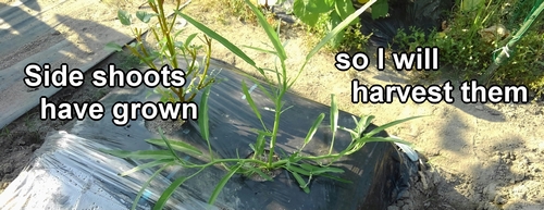 Water spinach about one week after pinching