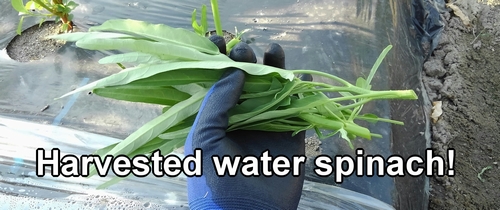 Harvested water spinach