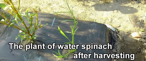 The plant of water spinach after harvesting