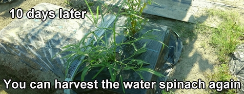 When the side shoots grow, you can harvest the water spinach again