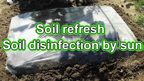 Soil sterilization (Sterilize soil with sun)