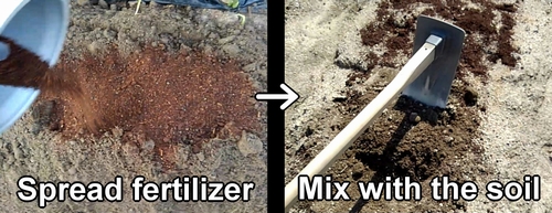 Mix fertilizer and soil