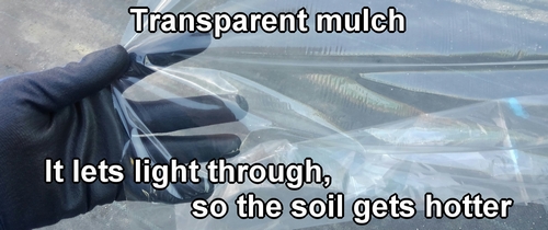 Transparent mulch