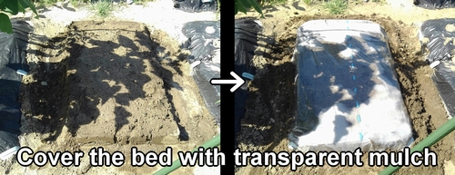 Cover the bed with transparent mulch