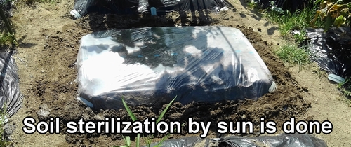 Soil sterilization by sun is complete