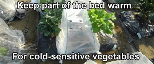 Use a polytunnel to keep warm for vegetables that are sensitive to cold