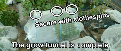 The grow tunnel (garden tunnels for vegetables) is complete