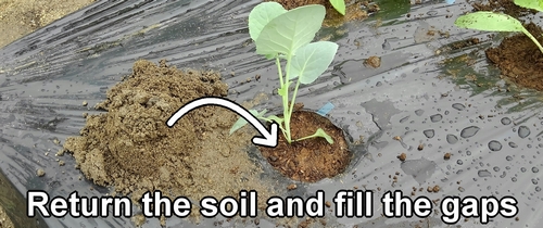 Return the soil and fill the gaps