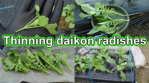 Thinning daikon radishes