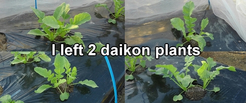 I thinned it and left two daikon plants