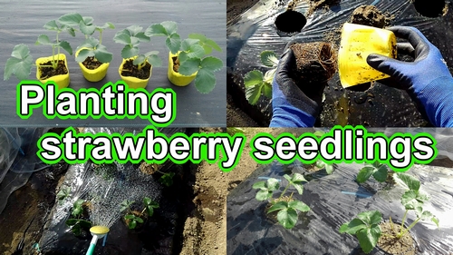 Planting strawberry seedlings (best way to plant strawberry plants)